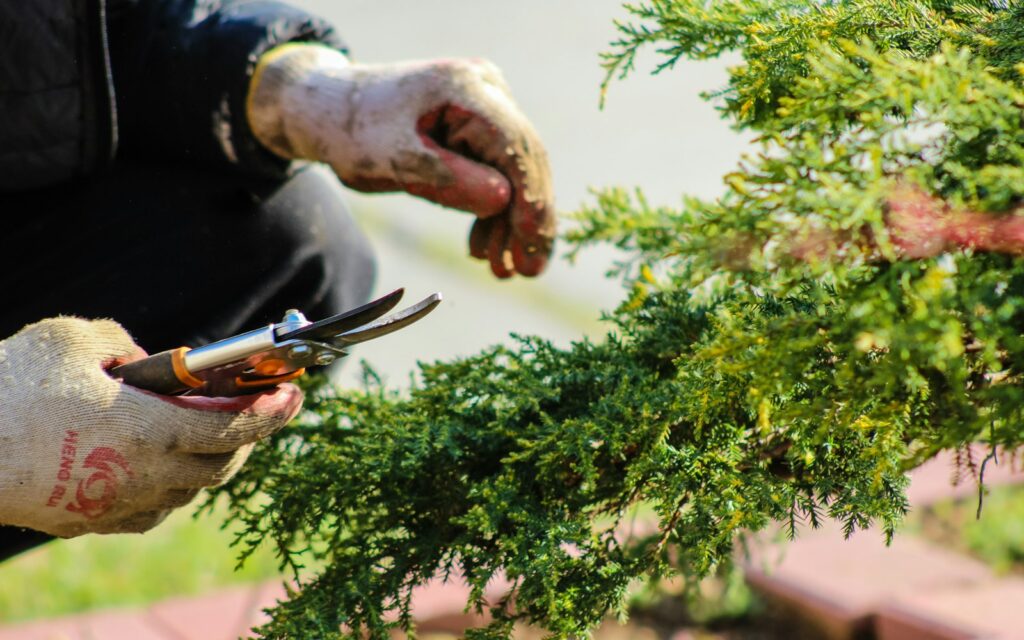 Estate gardener pruning a hedge with hand shears